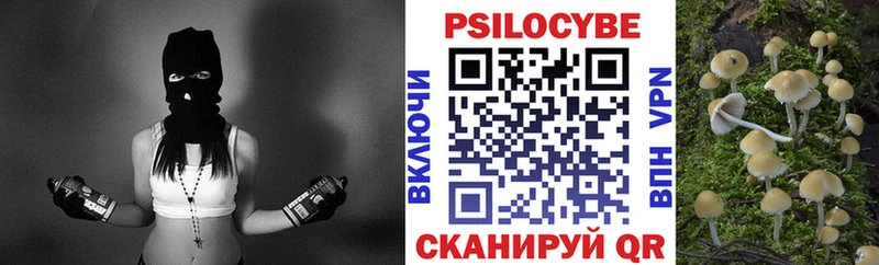 закладка  Валуйки  Псилоцибиновые грибы Cubensis 